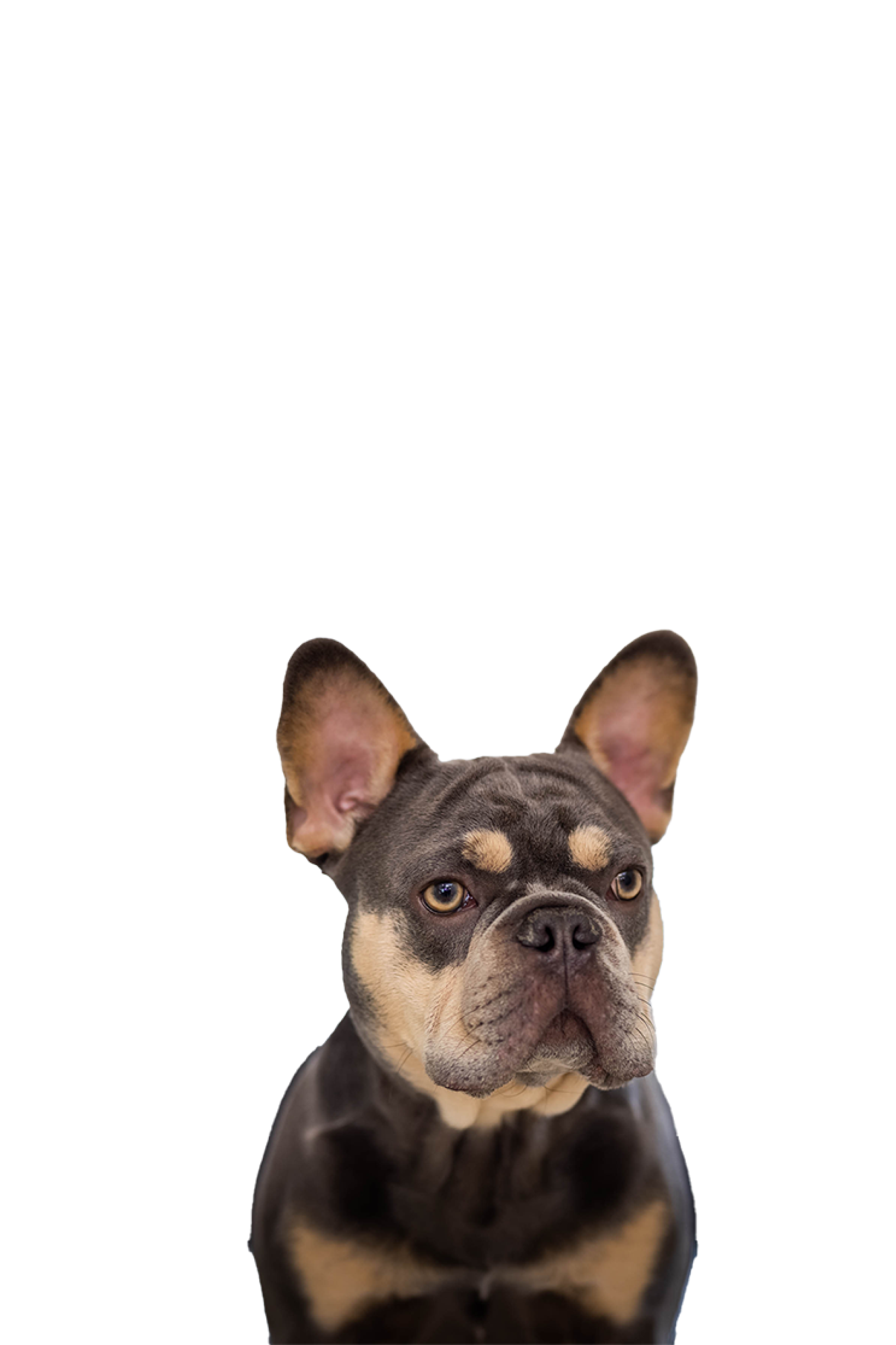 pierre